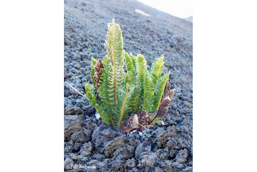 Kleinbladige austroblechnum