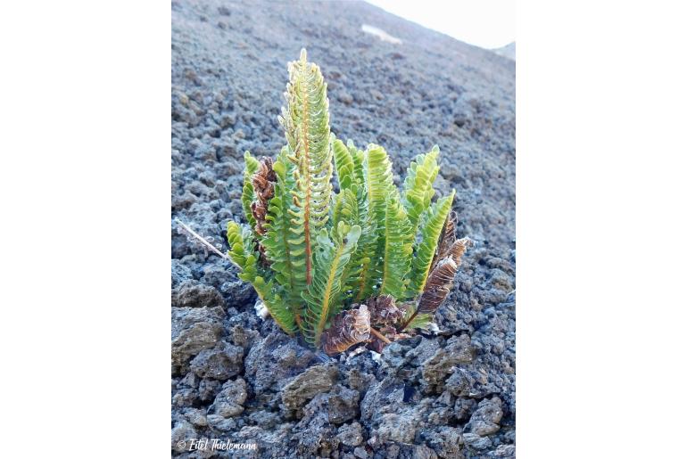 Blechnum microphyllum -14860