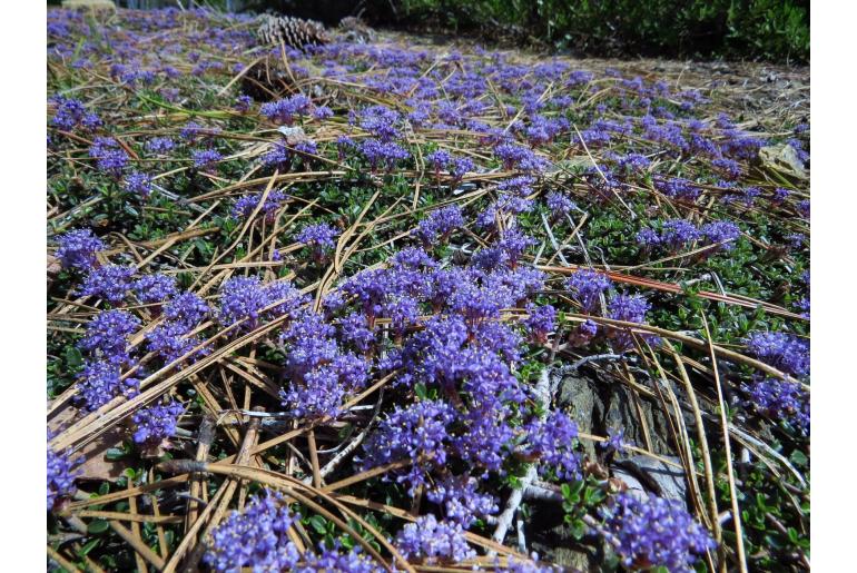 Ceanothus pumilus -14878