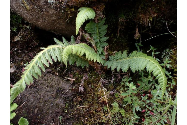 Polystichum sinense -14910