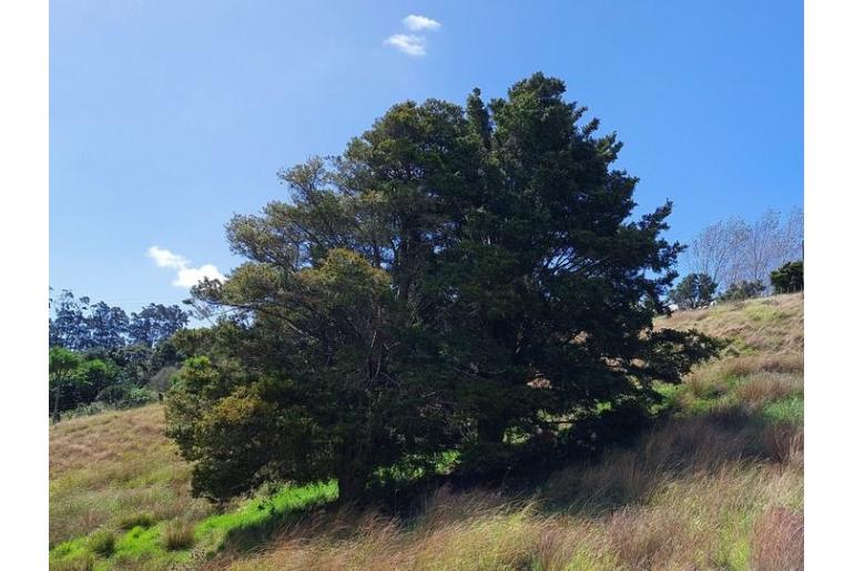 Podocarpus totara -14912