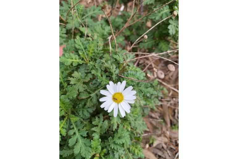 Argyranthemum broussonetii -14918