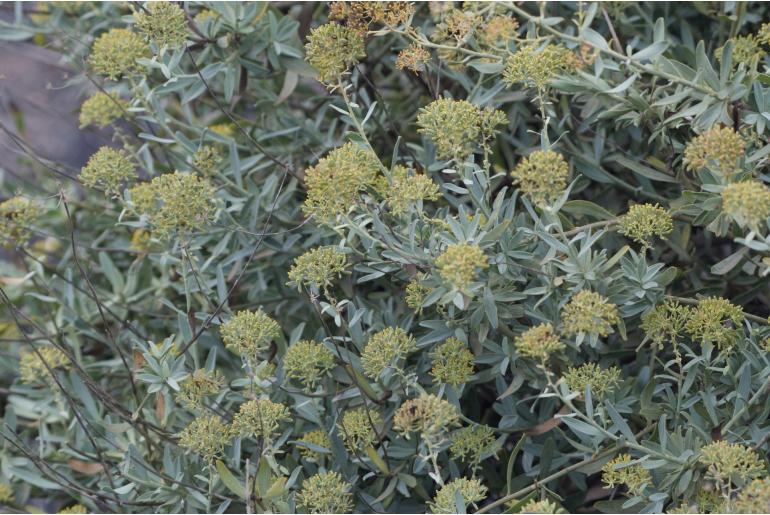 Bupleurum handiense -14923