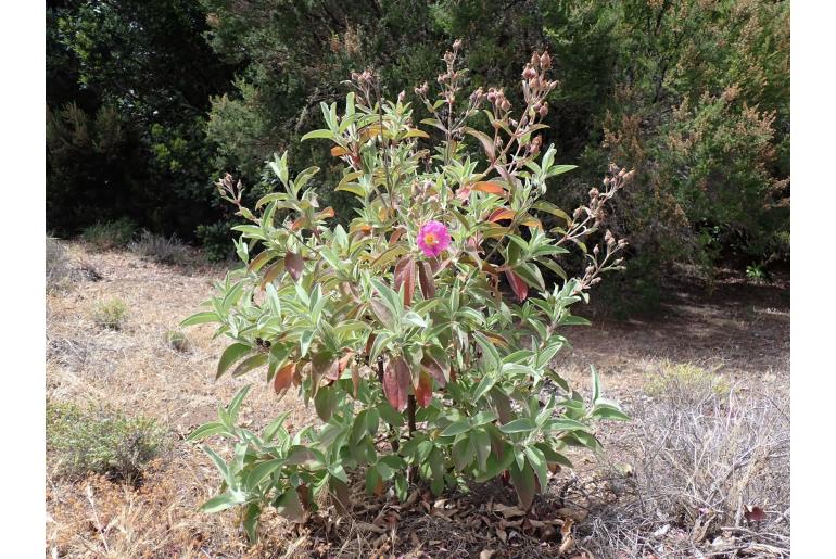 Cistus chinamadensis -14926