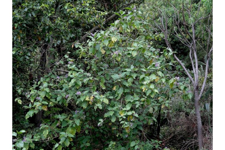 Solanum vespertilio -14943