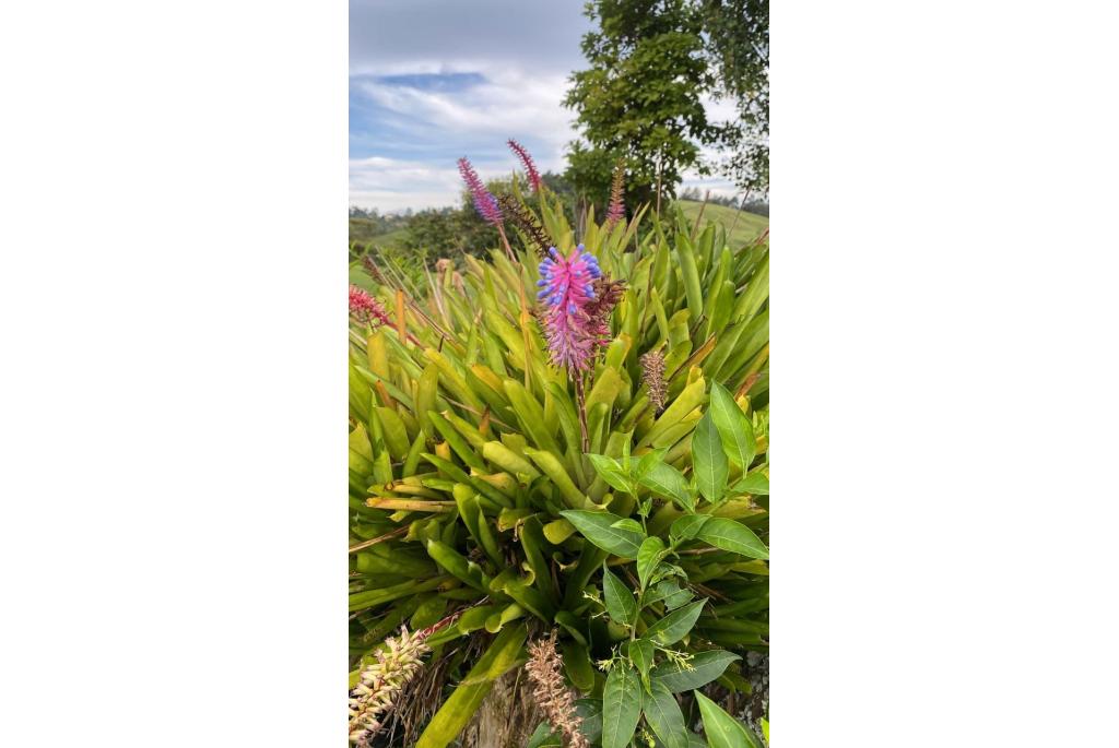 Luciferhoutje bromelia