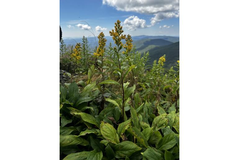 Solidago glomerata -14948