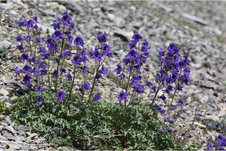 Delphinium caucasicum -14953