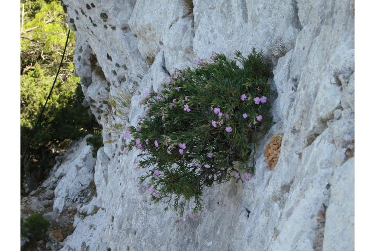 Dianthus fruticosus -14954