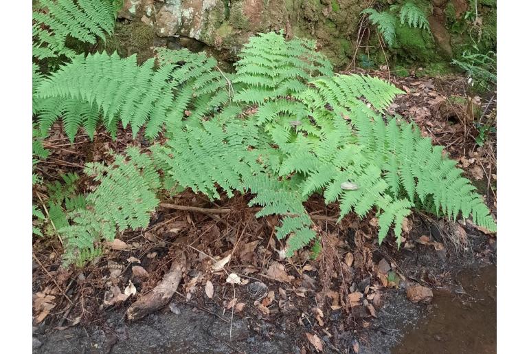 Dryopteris oligodonta -14965