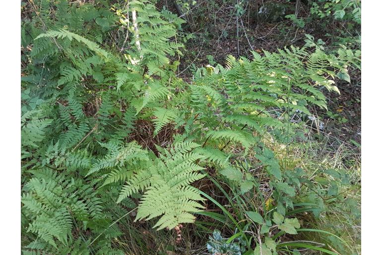 Dryopteris pentheri -14968