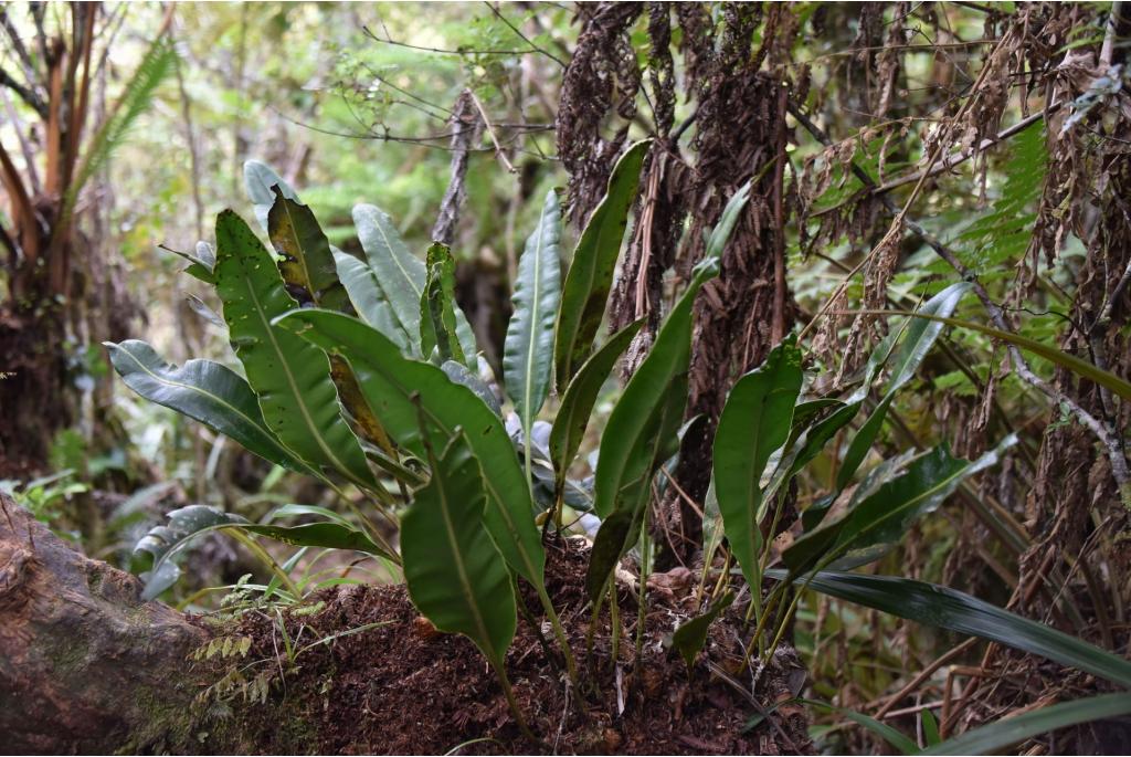 Grootvoetige elaphoglossum