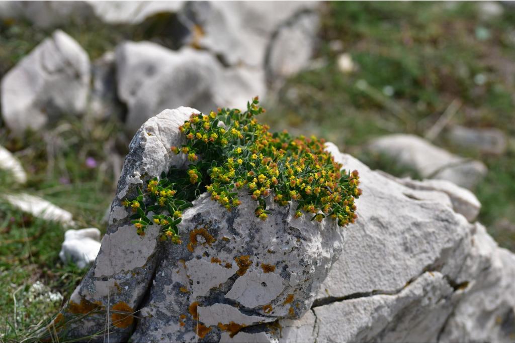 Aardbeien wolfsmelk