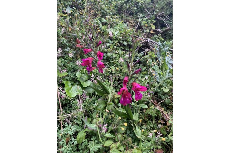 Gladiolus x byzantinus -14984