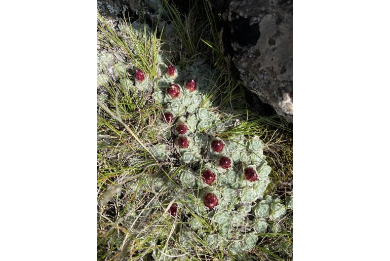 Helichrysum milfordiae -14986