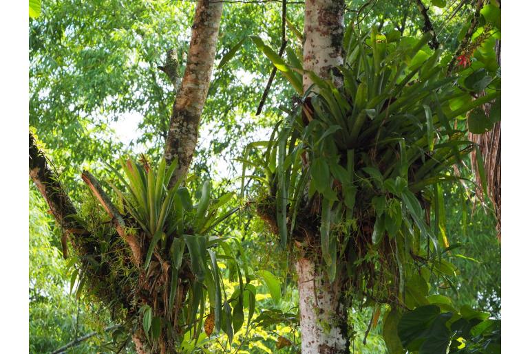 Aechmea angustifolia -14989