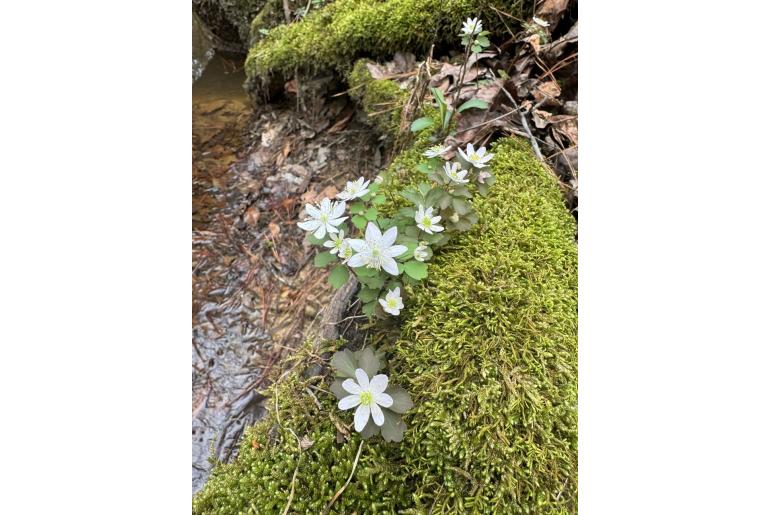 Anemonella thalictroides -15000