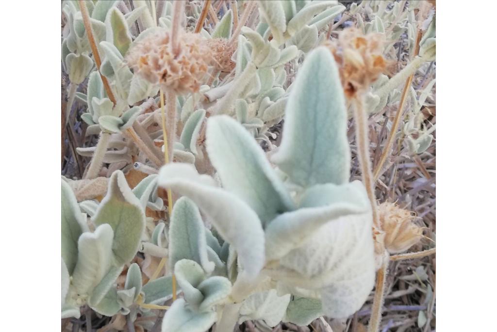 Wollige phlomis