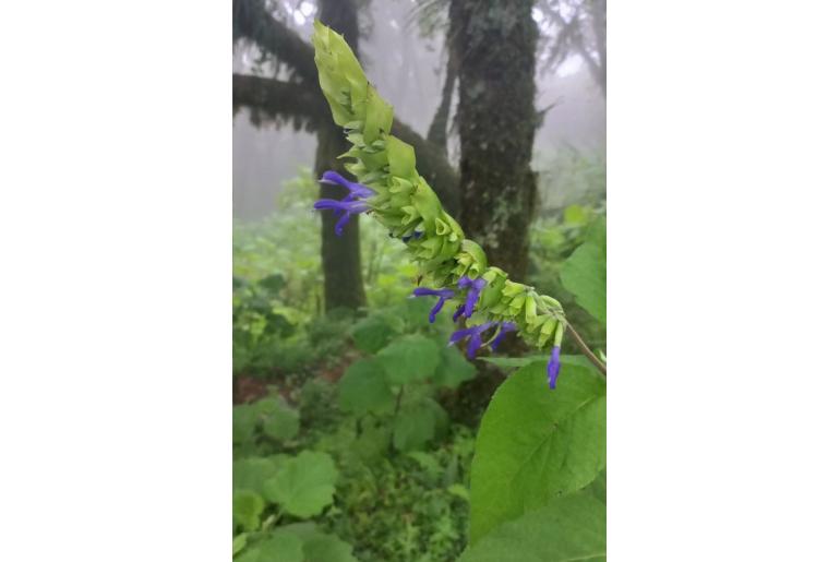 Salvia atrocyanea -15004