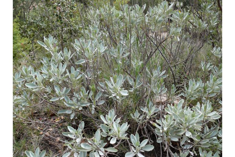 Salvia blancoana -15005