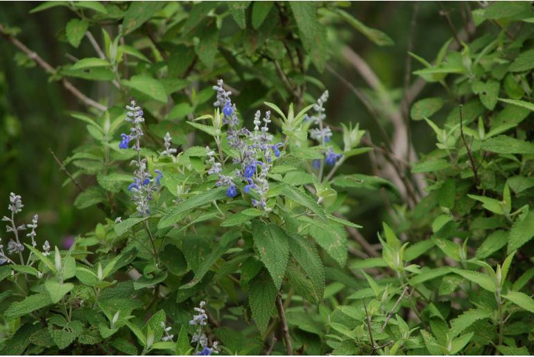 Salvia calolophos -15008