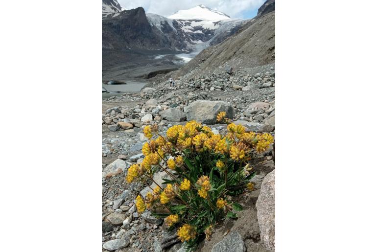 Anthyllis vulneraria ssp alpestris -15015