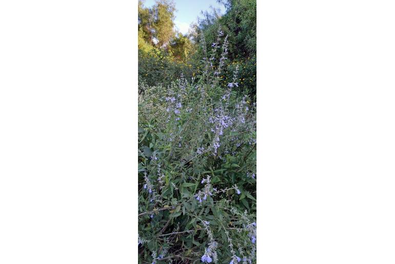 Salvia pallida -15017