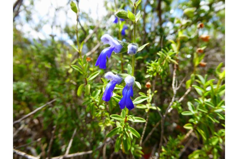 Salvia sarmentosa -15020