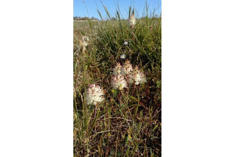 Lachenalia orthopetala -15042