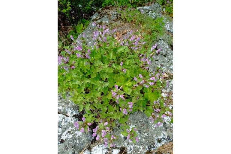 Lamium garganicum -15043