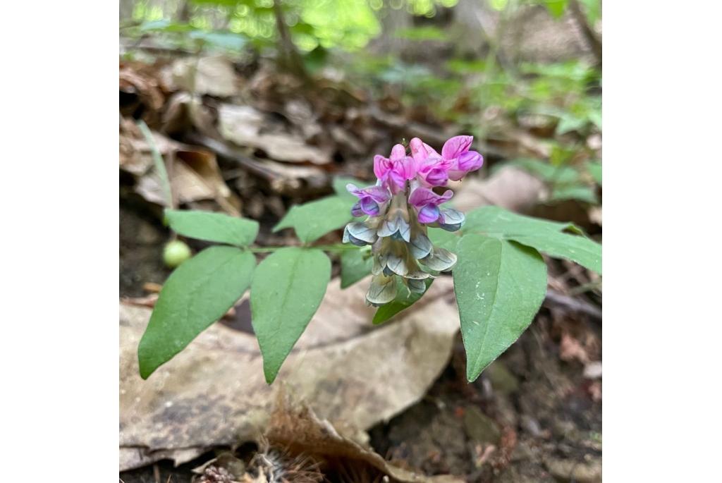 Venetiaanse lathyrus