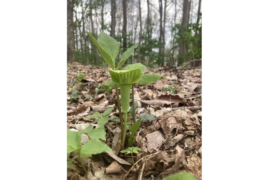 Driebladige Arisaema