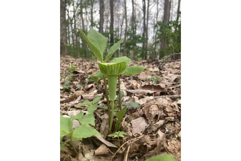 Arisaema triphyllum -15049