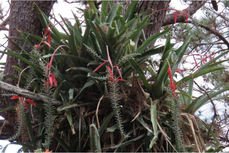 Aechmea bracteata -15051