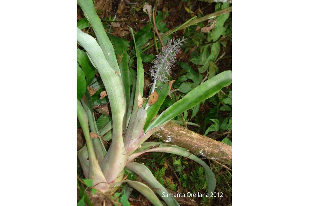 Lueddeman's Aechmea