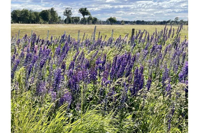 Lupinus polyphyllus -15055