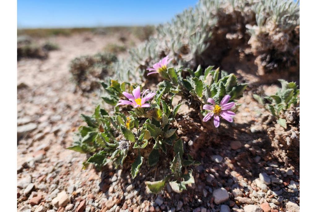 Colorado Tansyaster