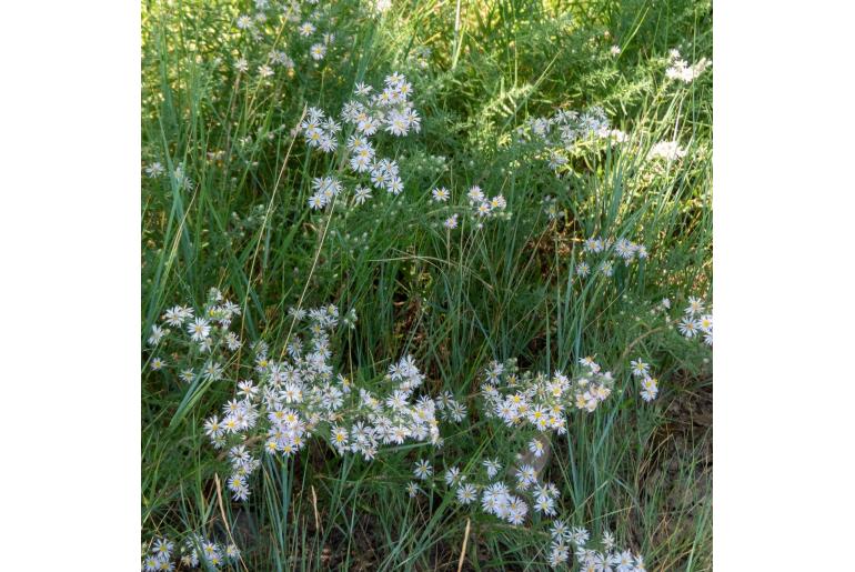 Symphyotrichum ericoides -15063