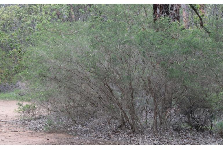 Melaleuca blaeriifolia -15067