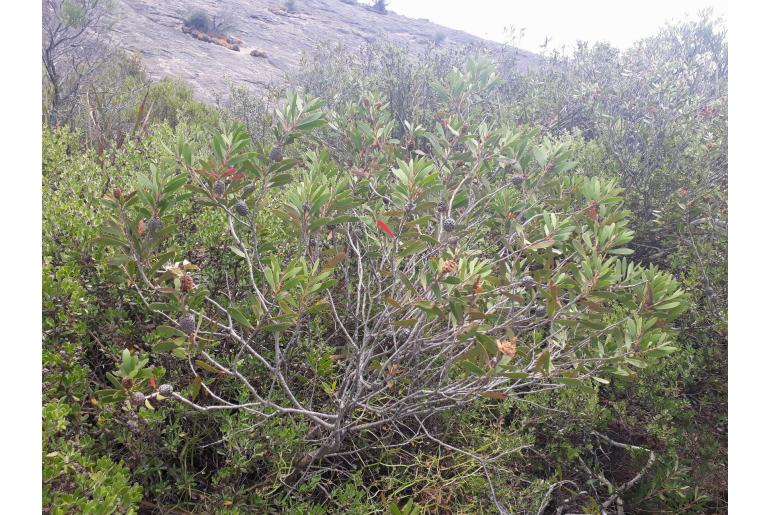 Melaleuca globifera -15068