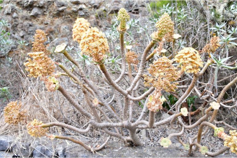 Aeonium rubrolineatum -15071