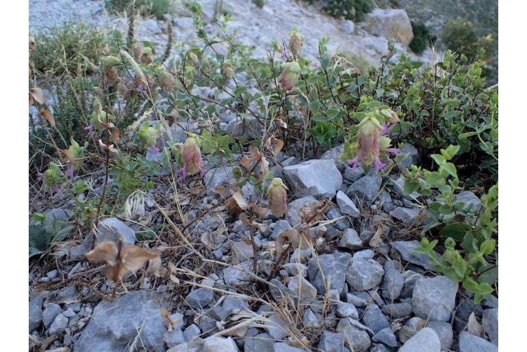 Origanum scabrum -15077