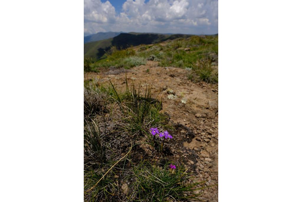 Alpine Moraea