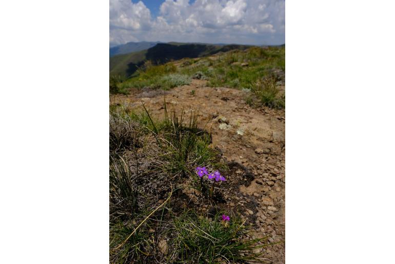 Moraea alpina -15081