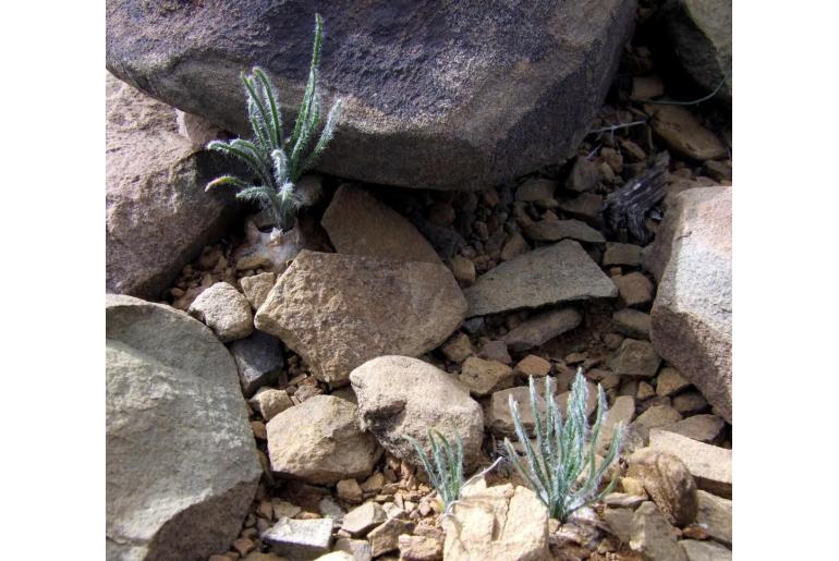 Ornithogalum adseptentrionesvergentulum -15084