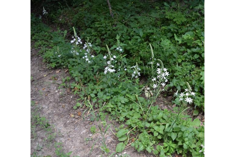 Ornithogalum ponticum -15088