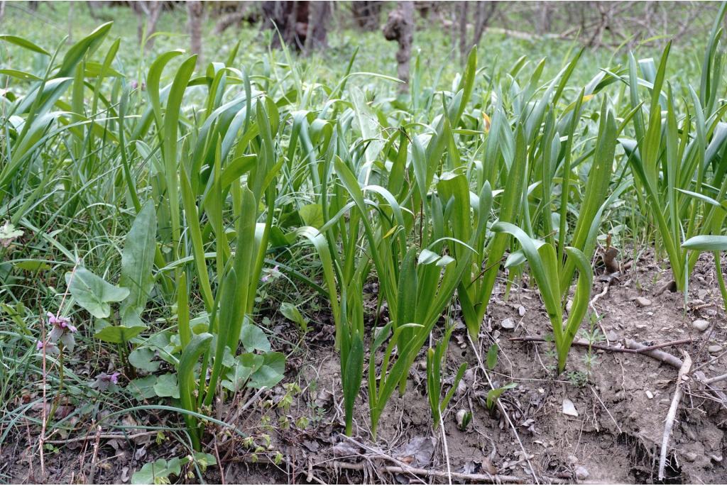 Gebogen vogelmelk