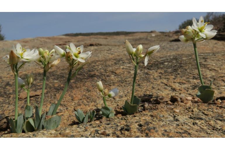 Ornithogalum pruinosum -15098