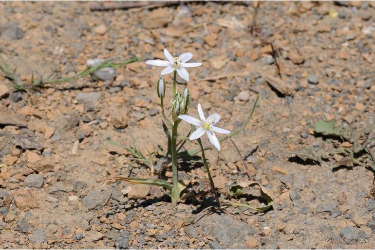 Ornithogalum oligophyllum -15106