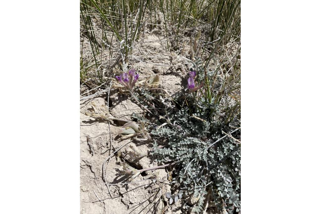 Zilverbladige astragalus